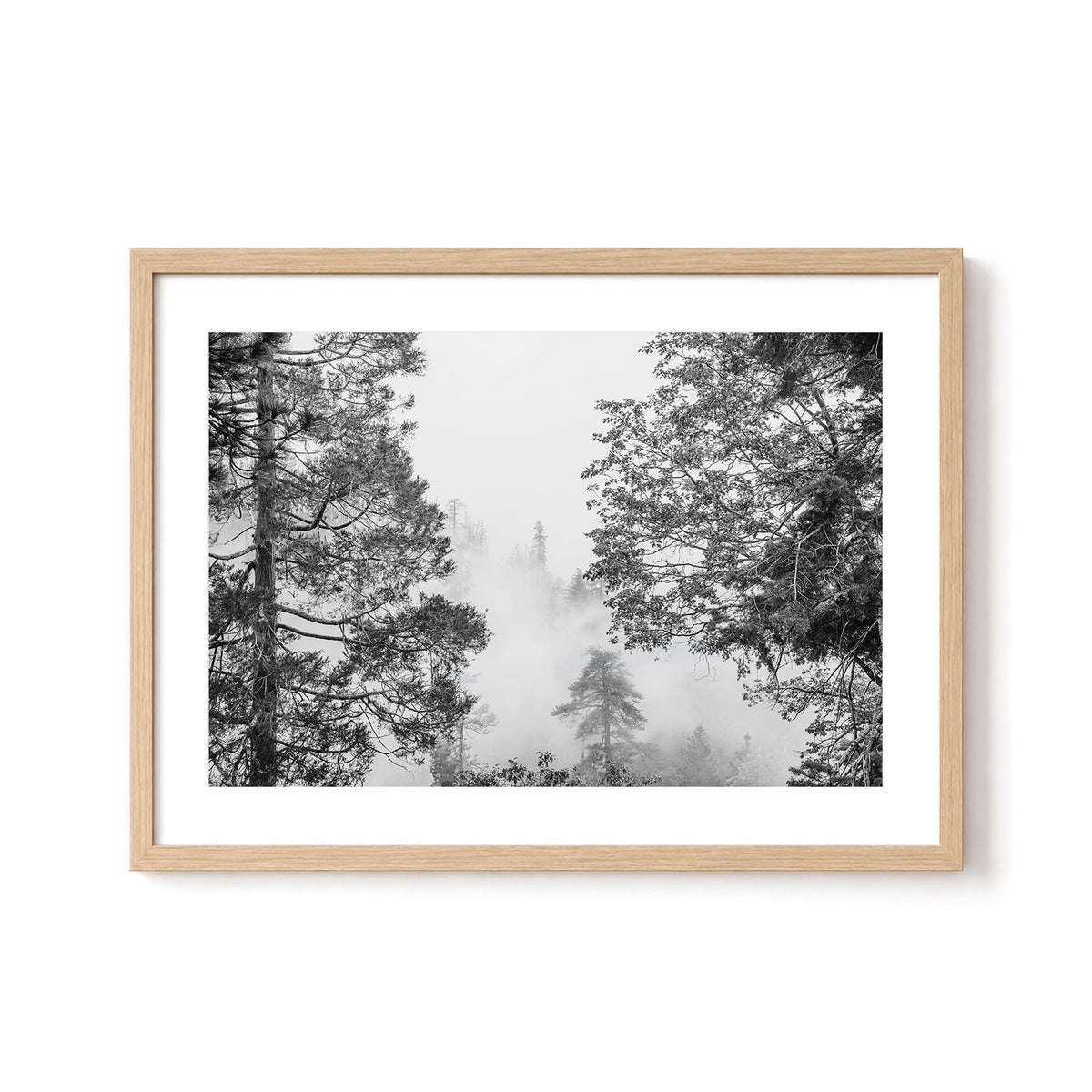 Misty Pine Forest