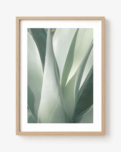 Sage Green Agave