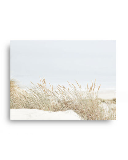 Dune Grass by the Sea
