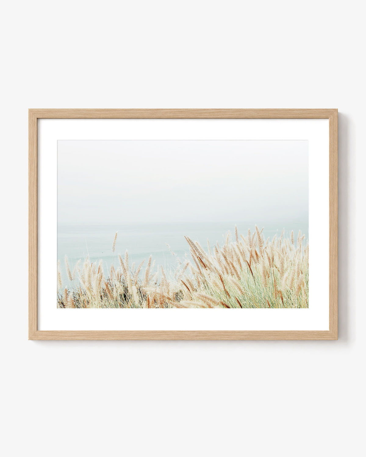 Coastal Fountain Grass