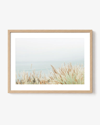 Coastal Fountain Grass