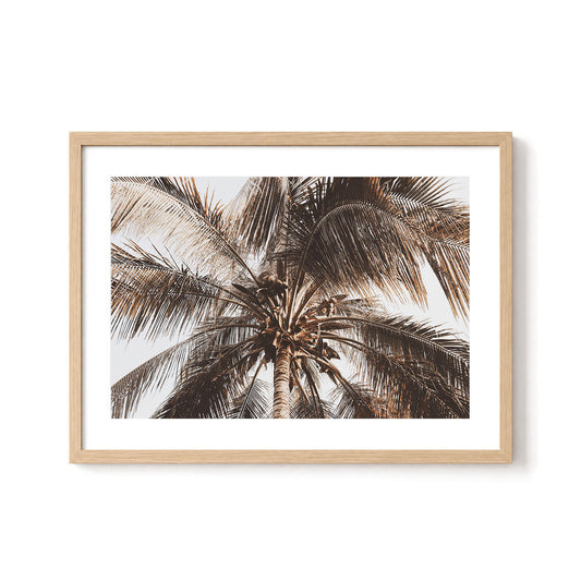 Coconut Palm Canopy