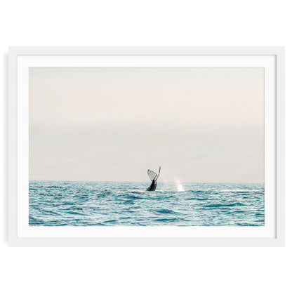 Whale tail emerging from ocean waves marine wildlife photography fine art print framed.
