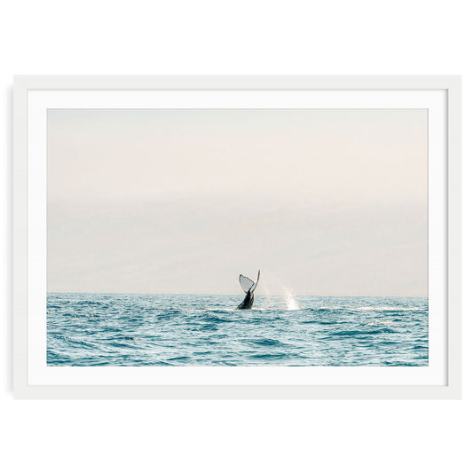 Whale tail emerging from ocean waves marine wildlife photography fine art print framed.