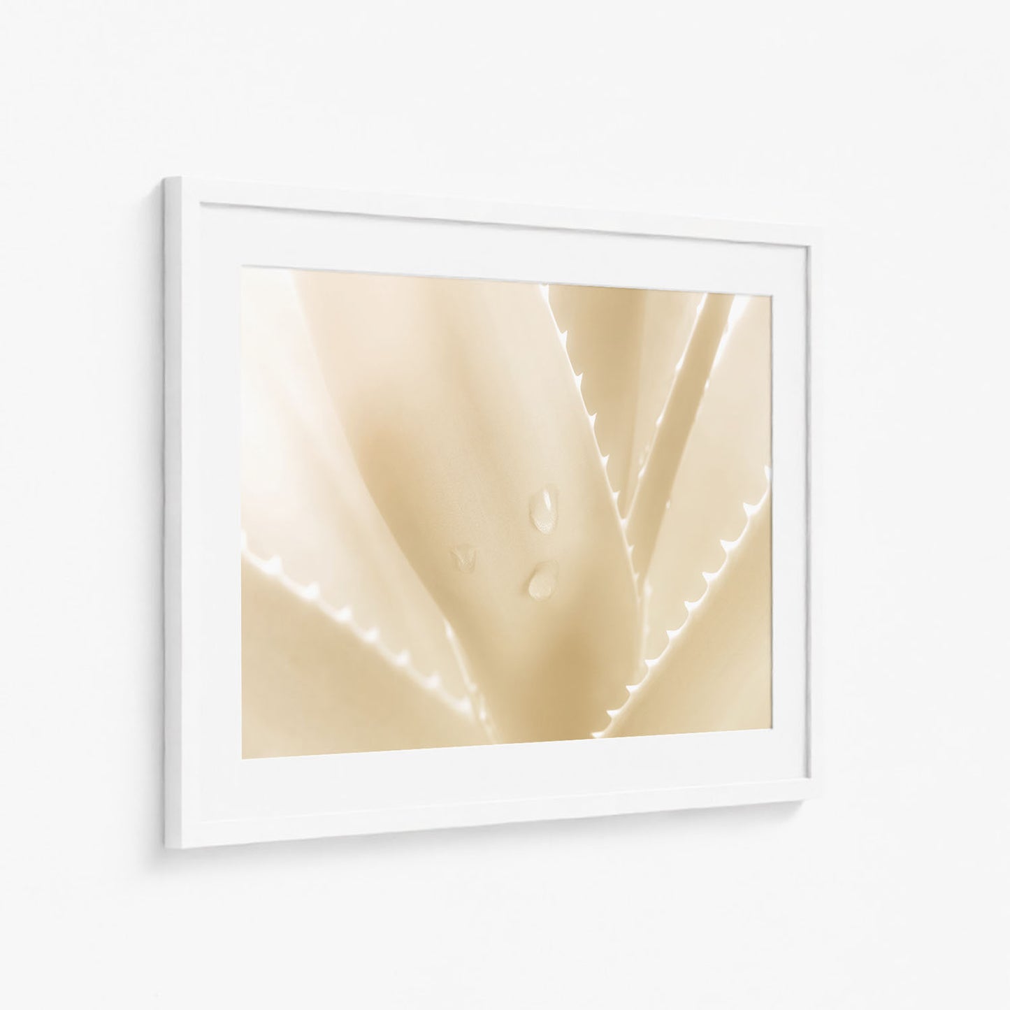 ALOE