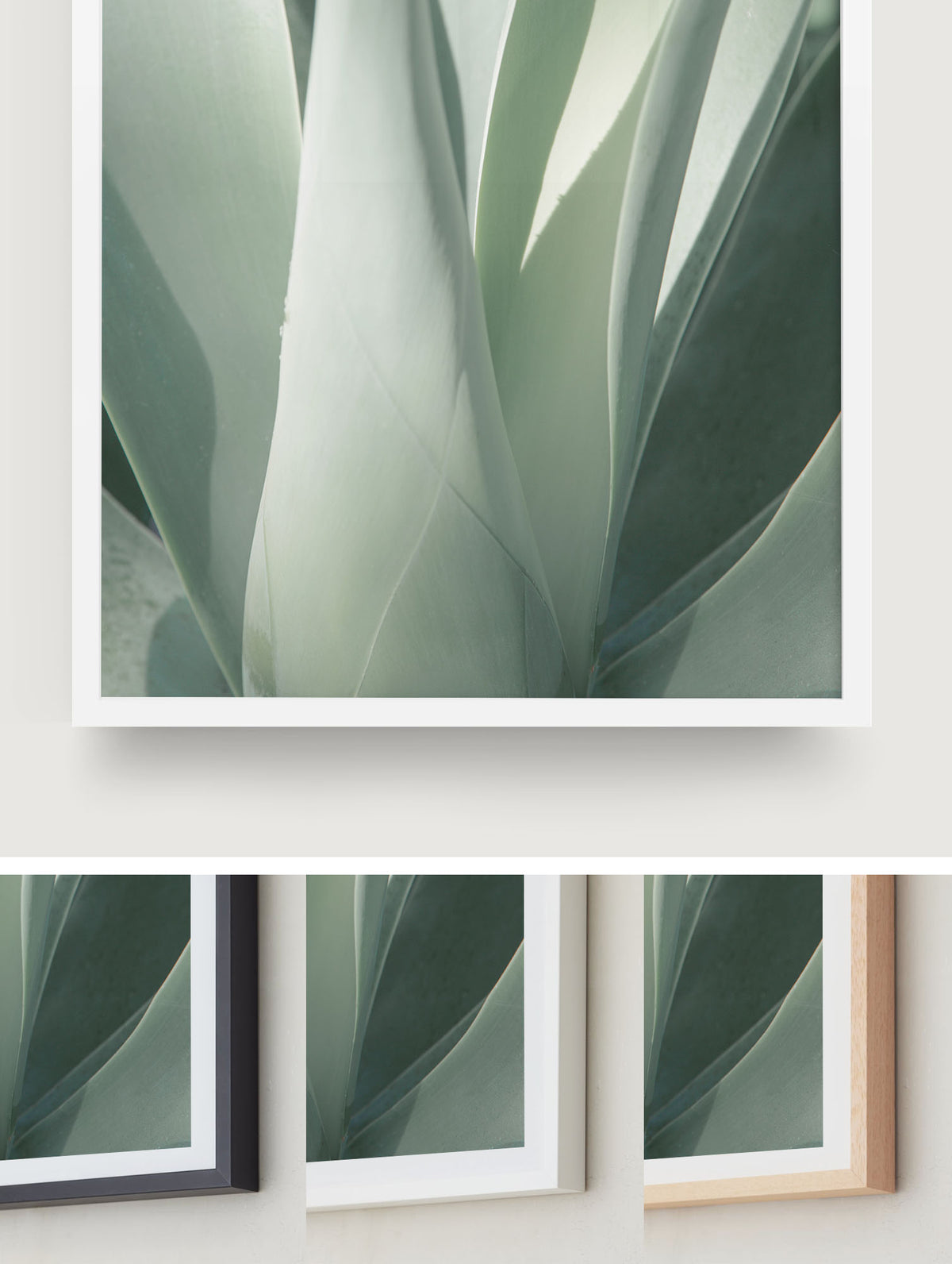 Sage Green Agave