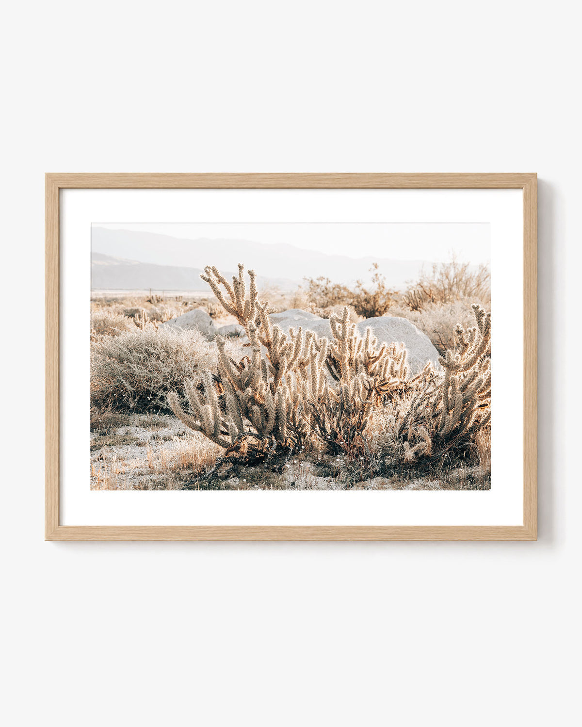 Desert Cholla Garden