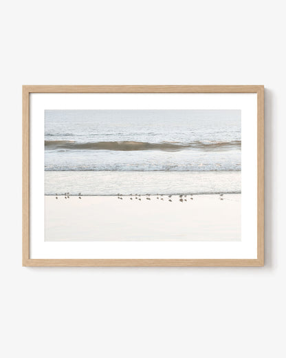 Shore Birds