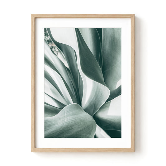 Agave Study