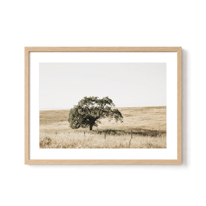 Lone Tree