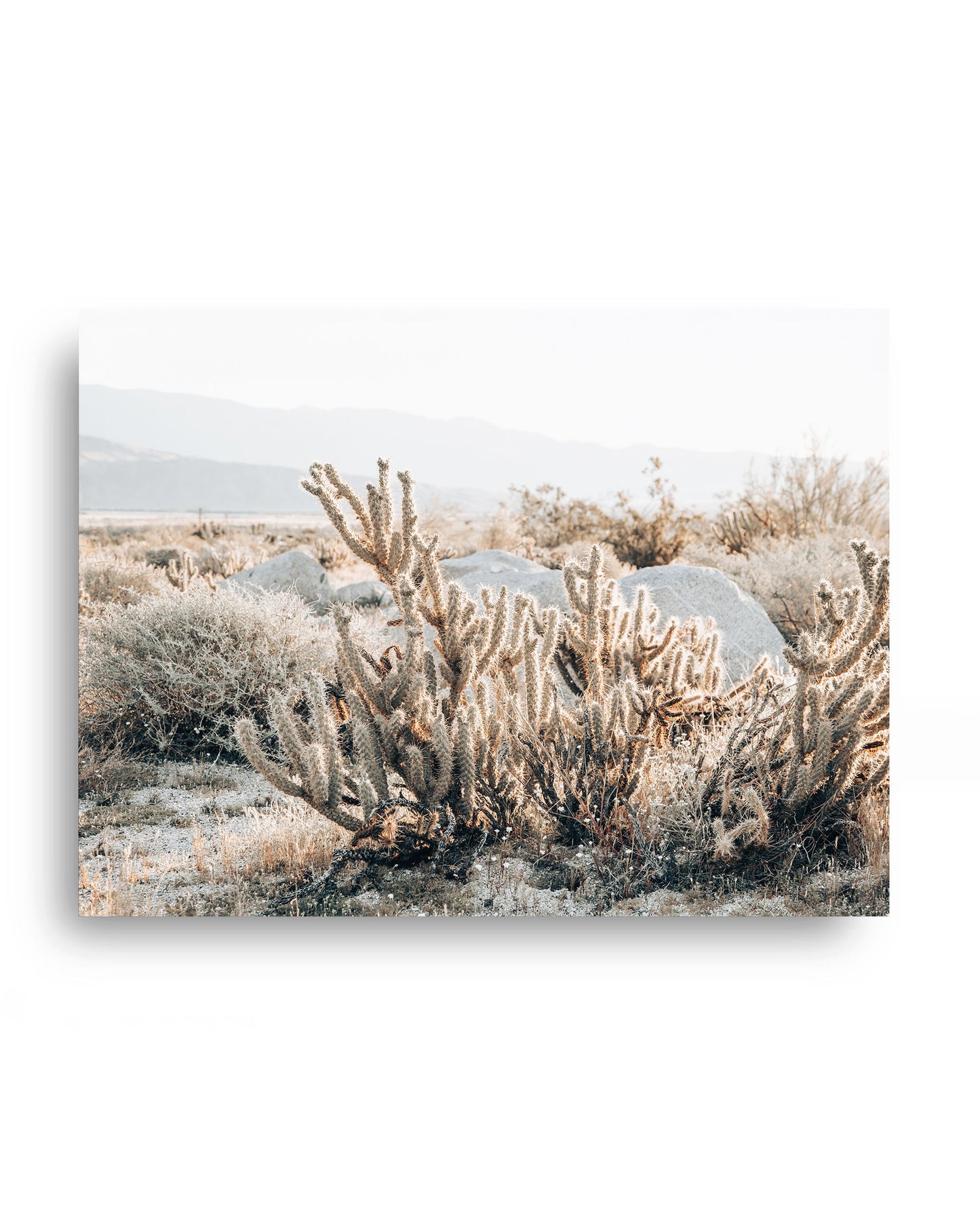 Desert Cholla Garden