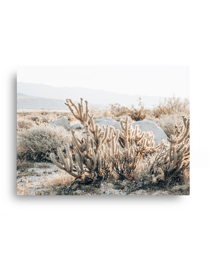 Desert Cholla Garden