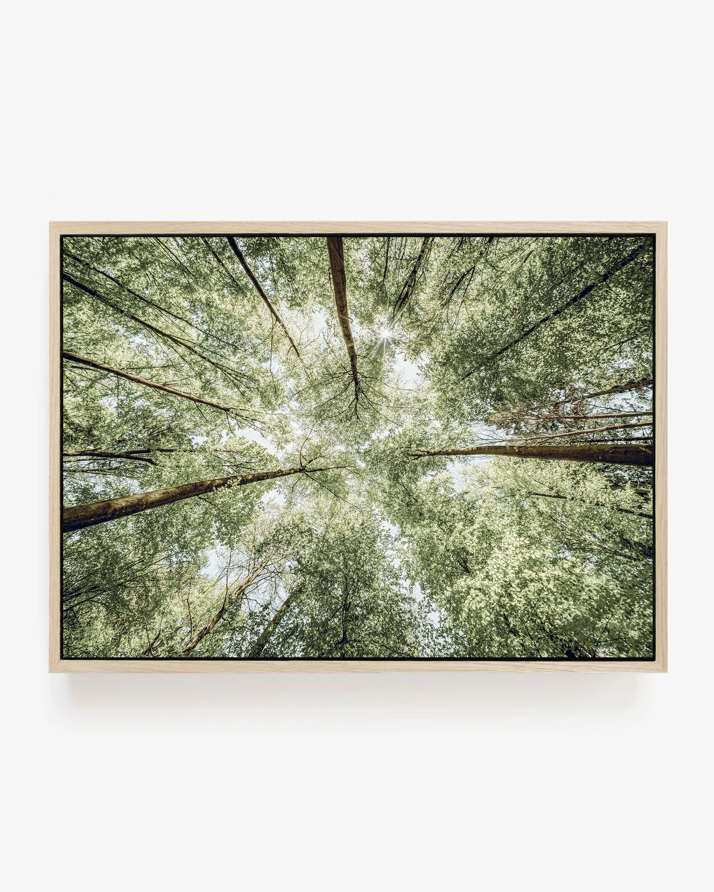 Sunlit Forest Canopy
