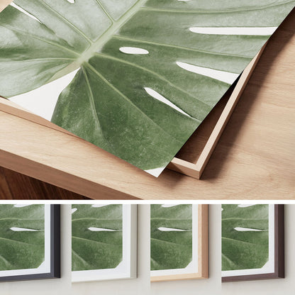 MONSTERA LEAF