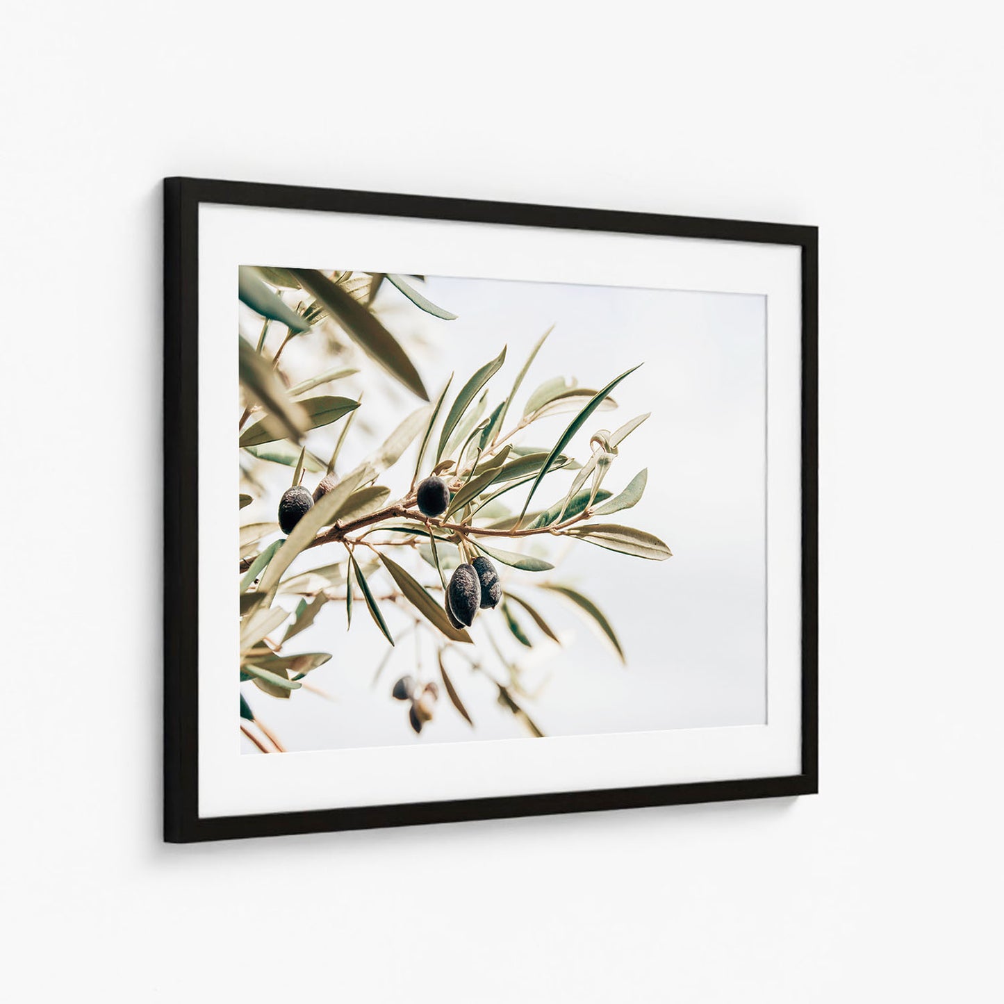 OLIVE STUDY