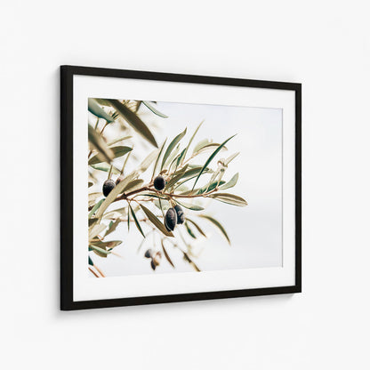 OLIVE STUDY