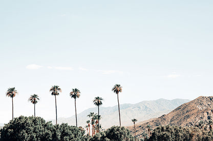 PALMSCAPE