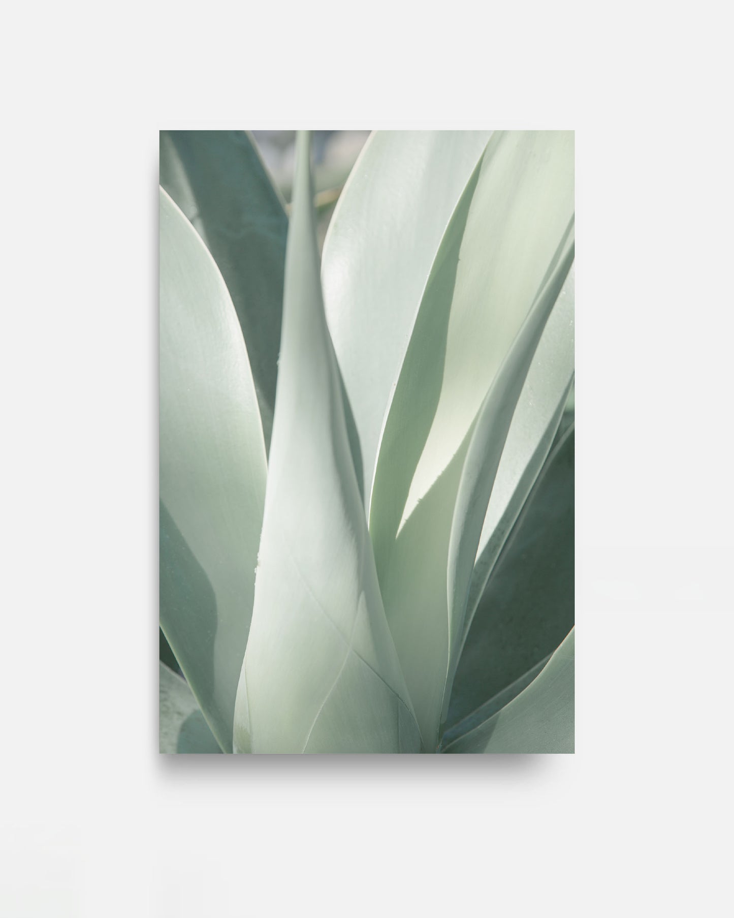 Soft Green – Agave Wall Art