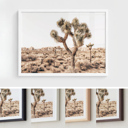 Joshua Tree Wilderness