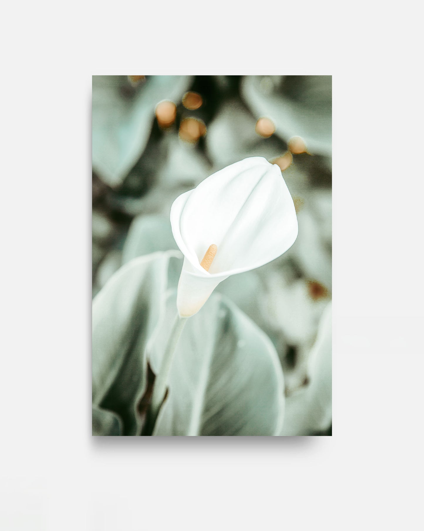 Quiet Bloom – Calla Lily Wall Art