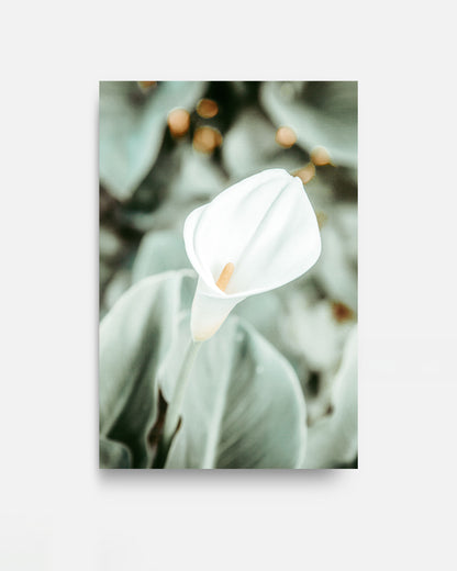 Quiet Bloom – Calla Lily Wall Art