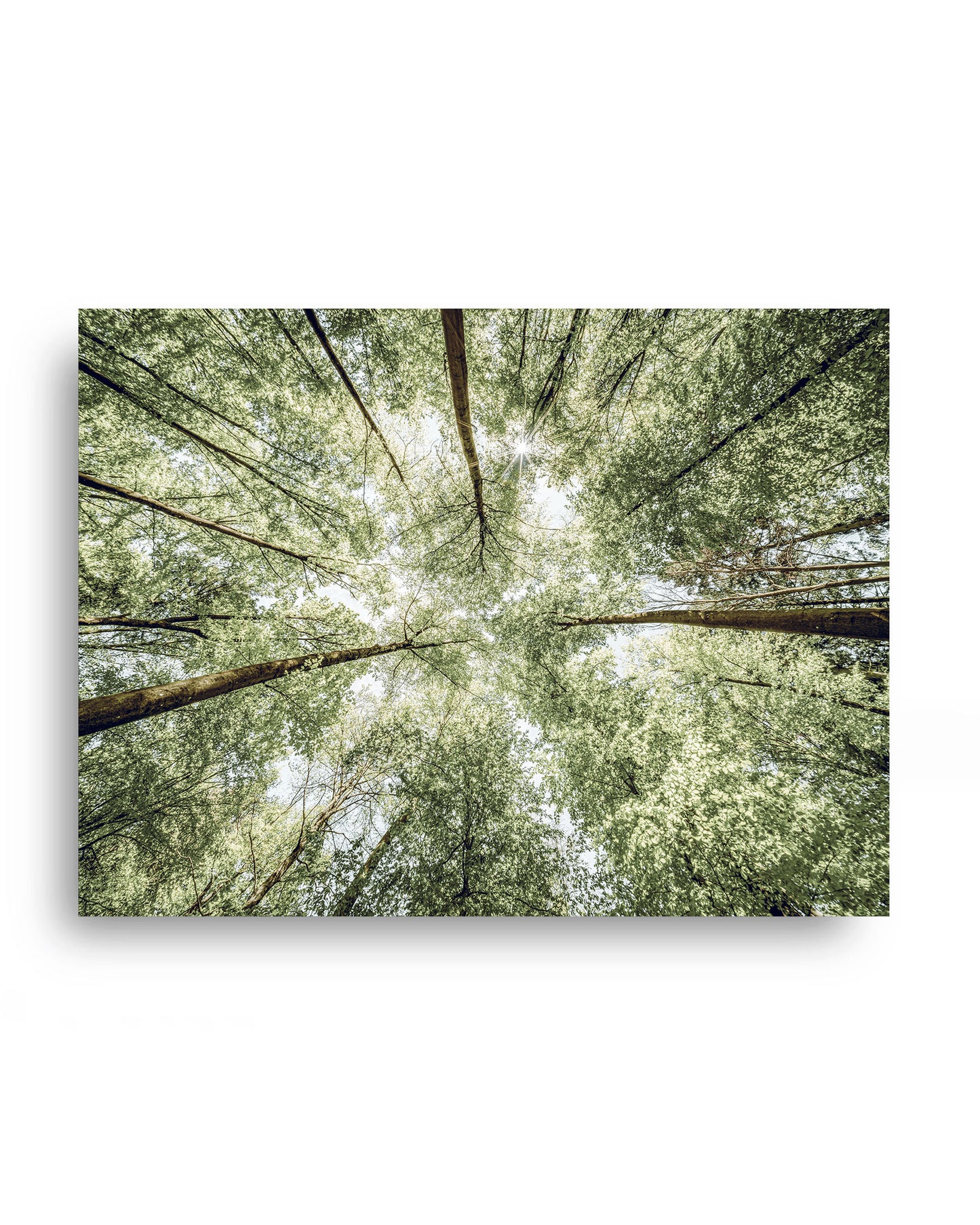 Sunlit Forest Canopy