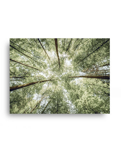 Sunlit Forest Canopy