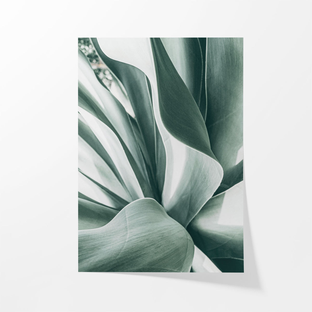 Agave Study