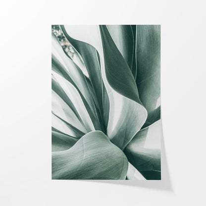 Agave Study