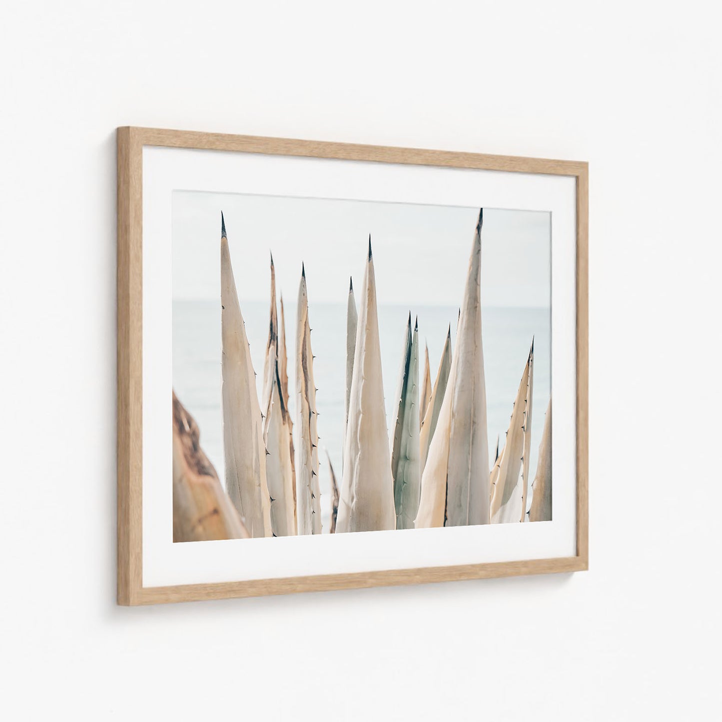 COASTAL AGAVE