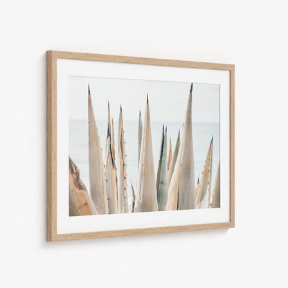 COASTAL AGAVE