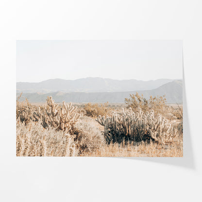 Cholla Valley