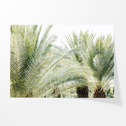 Palm Daydream