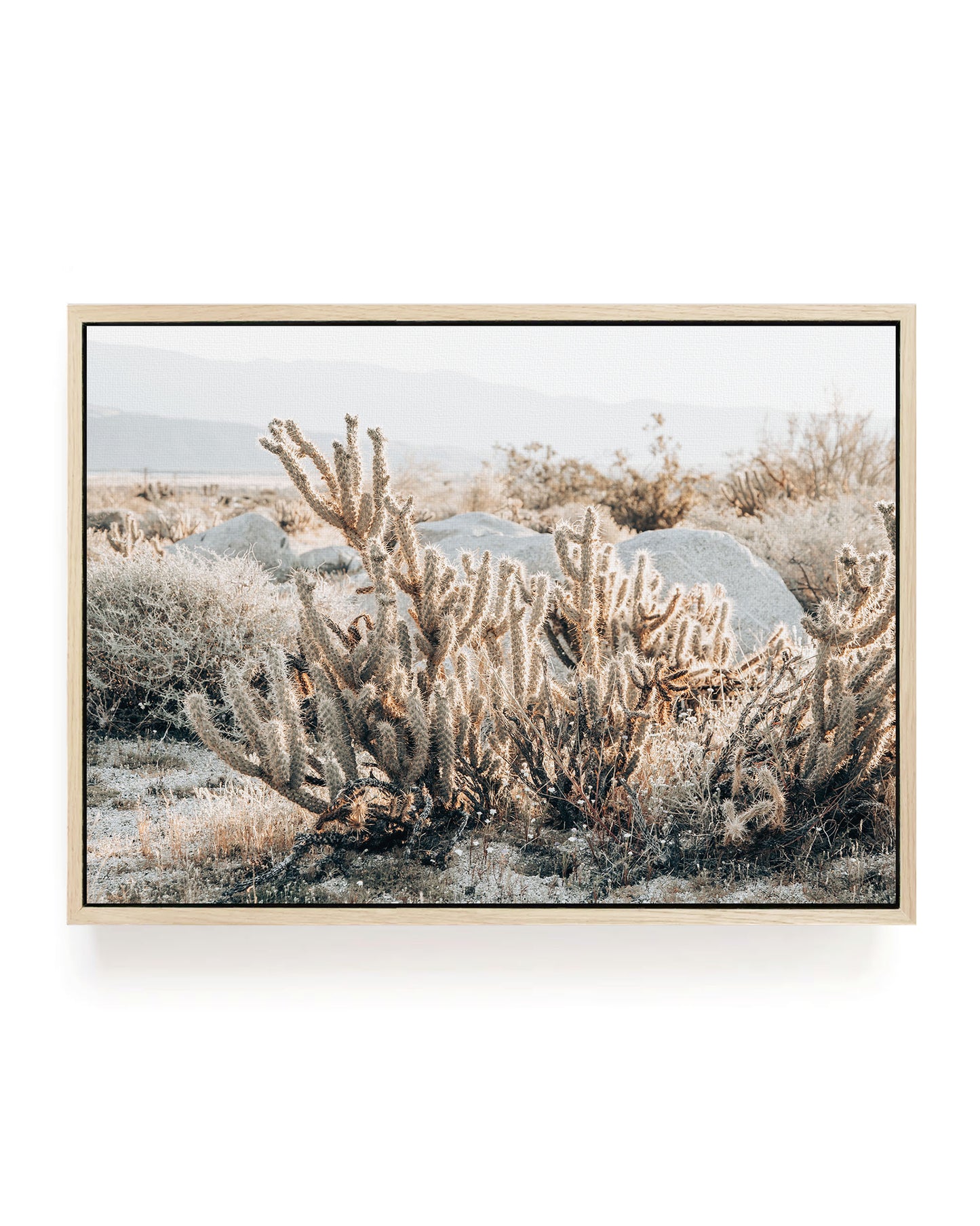 Cactus Texture – California Desert Wall Art