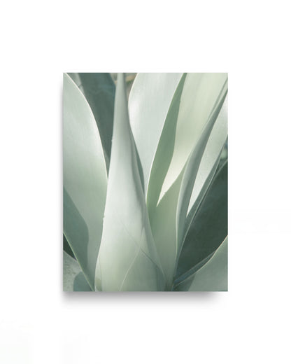 Sage Green Agave