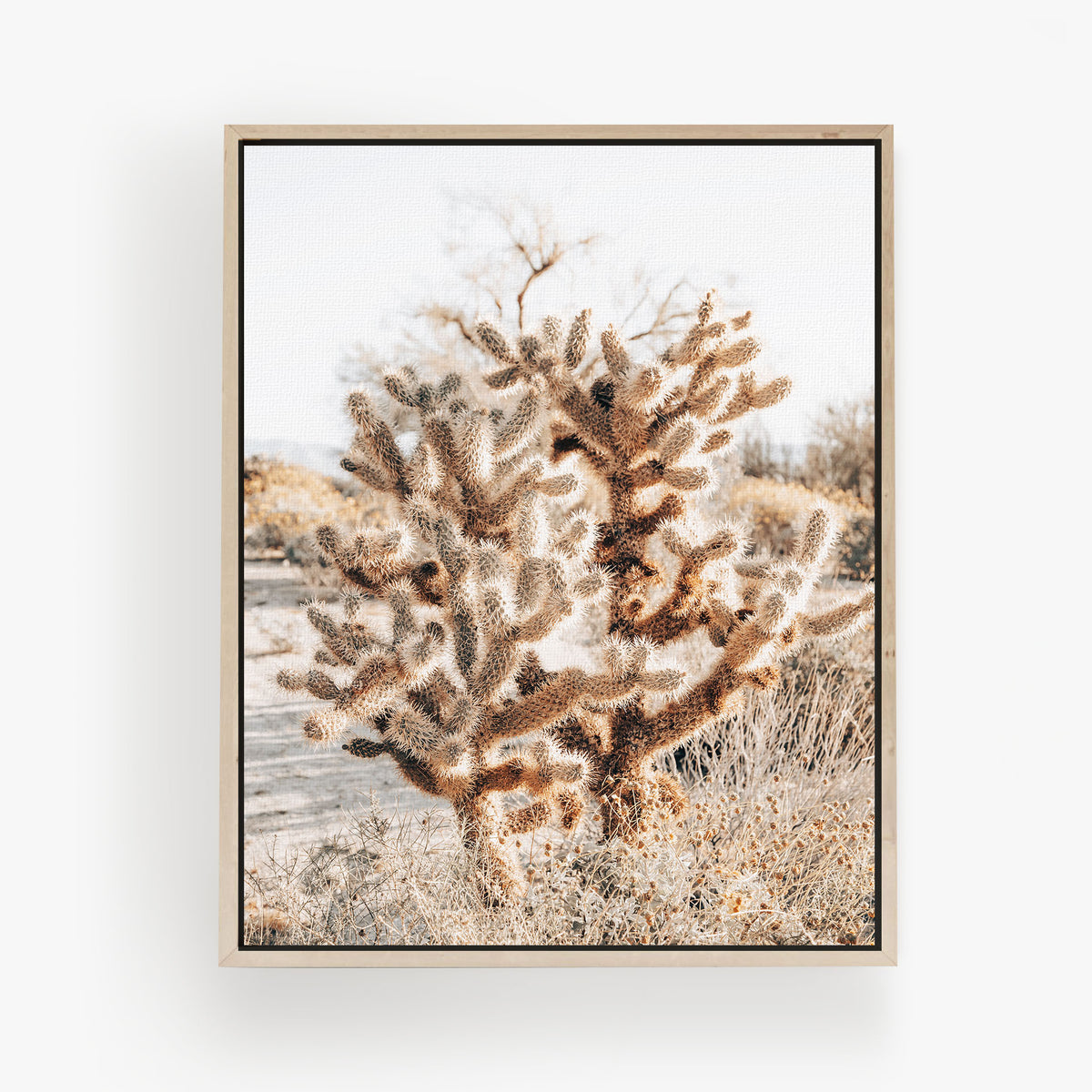 Thorns and Light