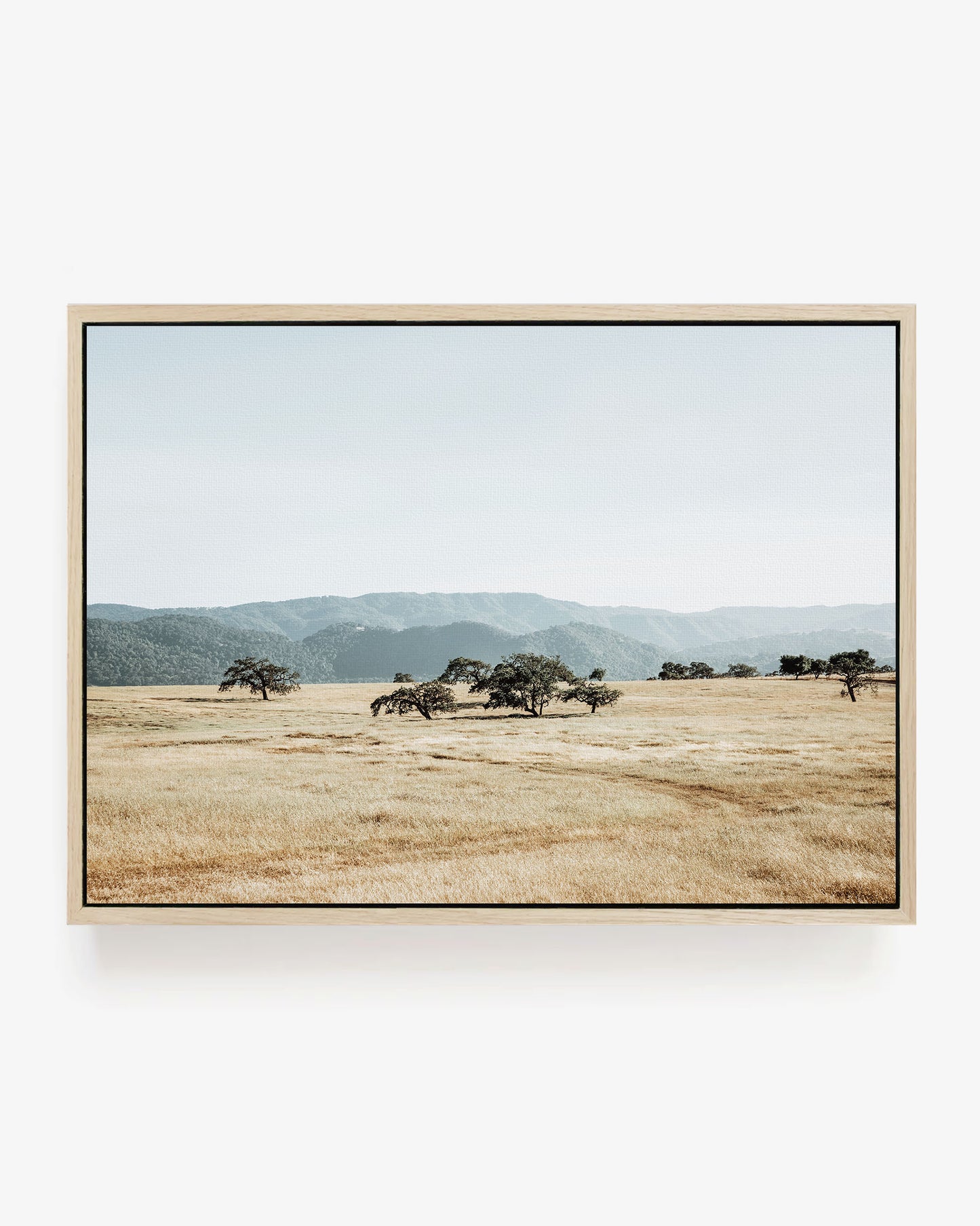 Open Meadow