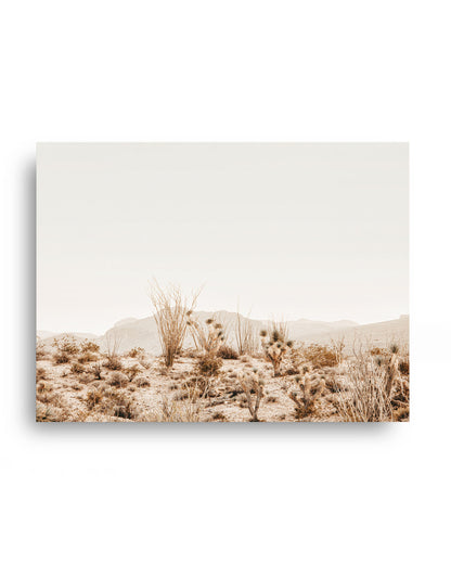 Morning in the Mojave