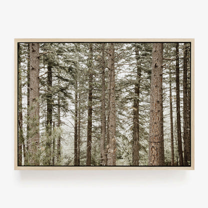Forest Calm