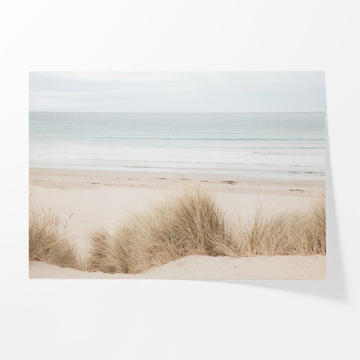 Coastal Dune Grass