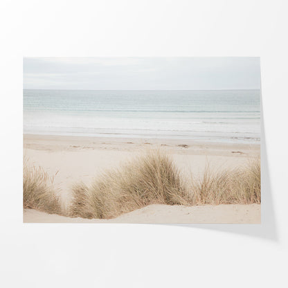 Coastal Dune Grass