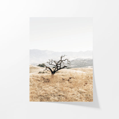Sunlit Oak