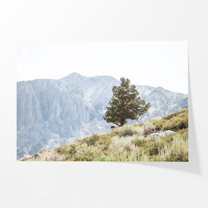 Sierra Tree