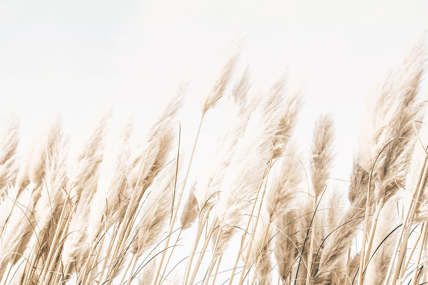 BEACH GRASS