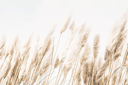 BEACH GRASS