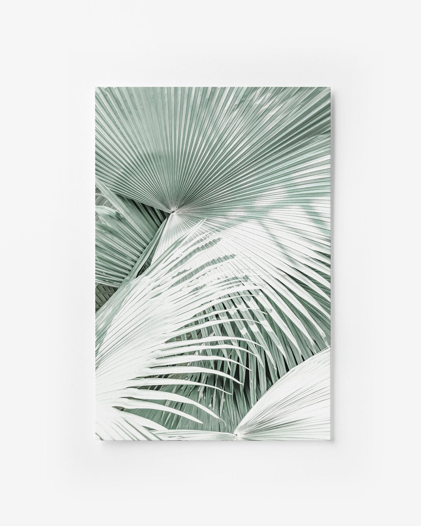 MINT PALMS