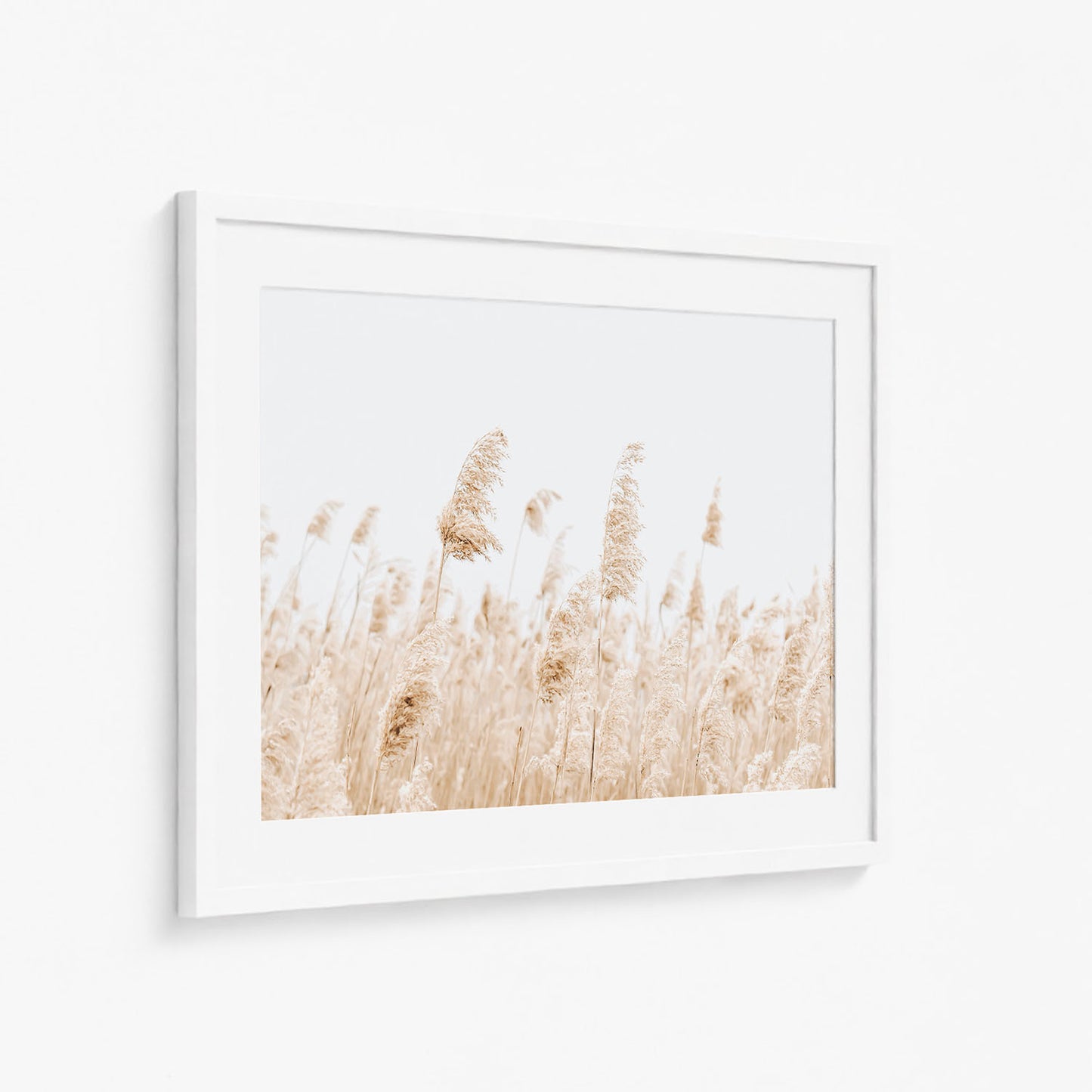 BEACH PAMPAS