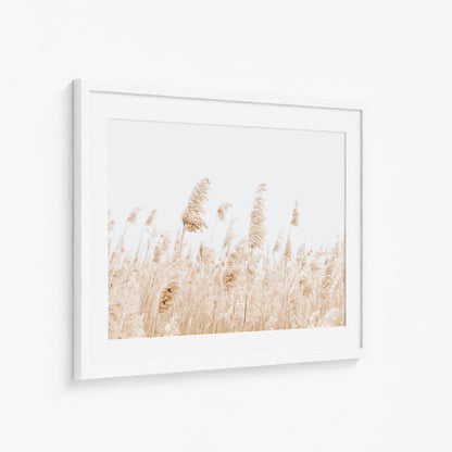 BEACH PAMPAS
