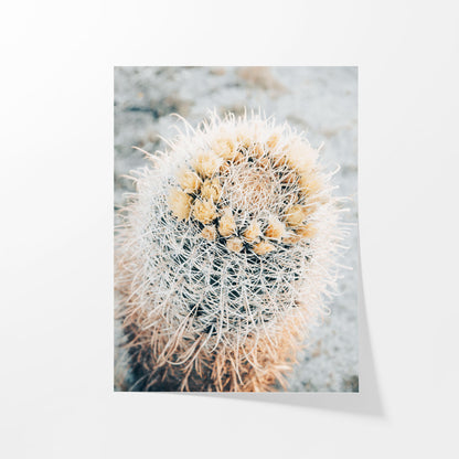 Barrel Cacti