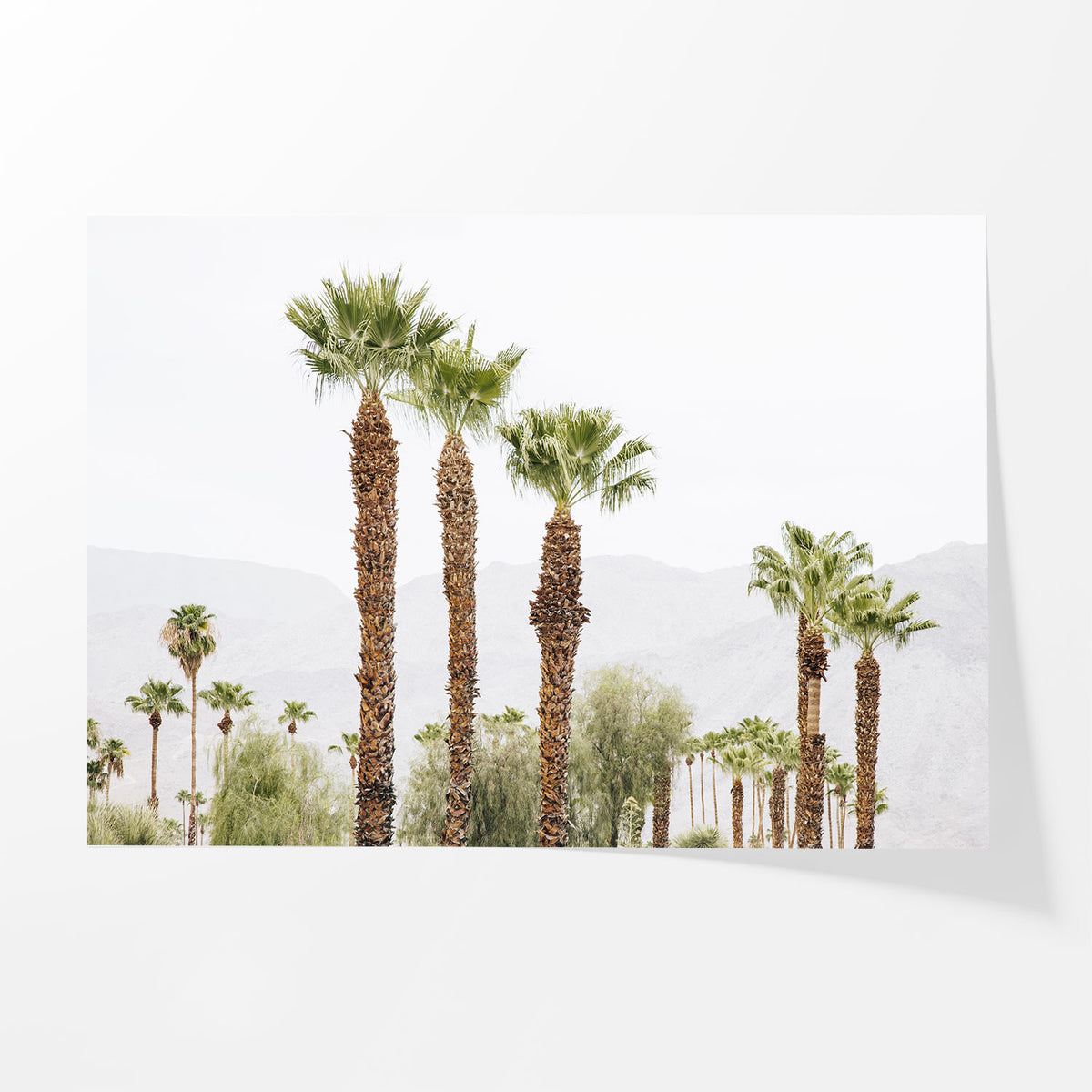 Palm Haze